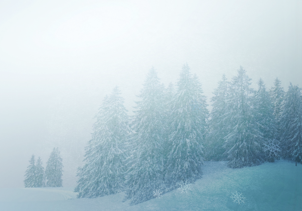 Snowy Forest
