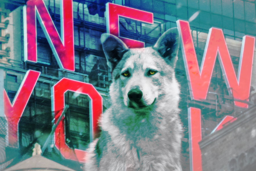 DTA-WolfofNewYork.png