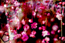 DTA-PhotoFlowers.png