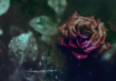 DTA-WrittenRose-01.png