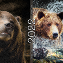 BearCity-2022~0.png