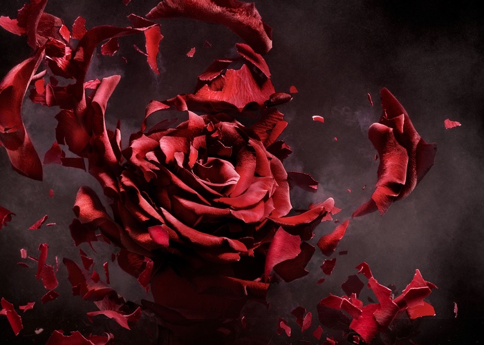 120229-red-rose-manipulation-photoshop-cgi-hd~1.jpg