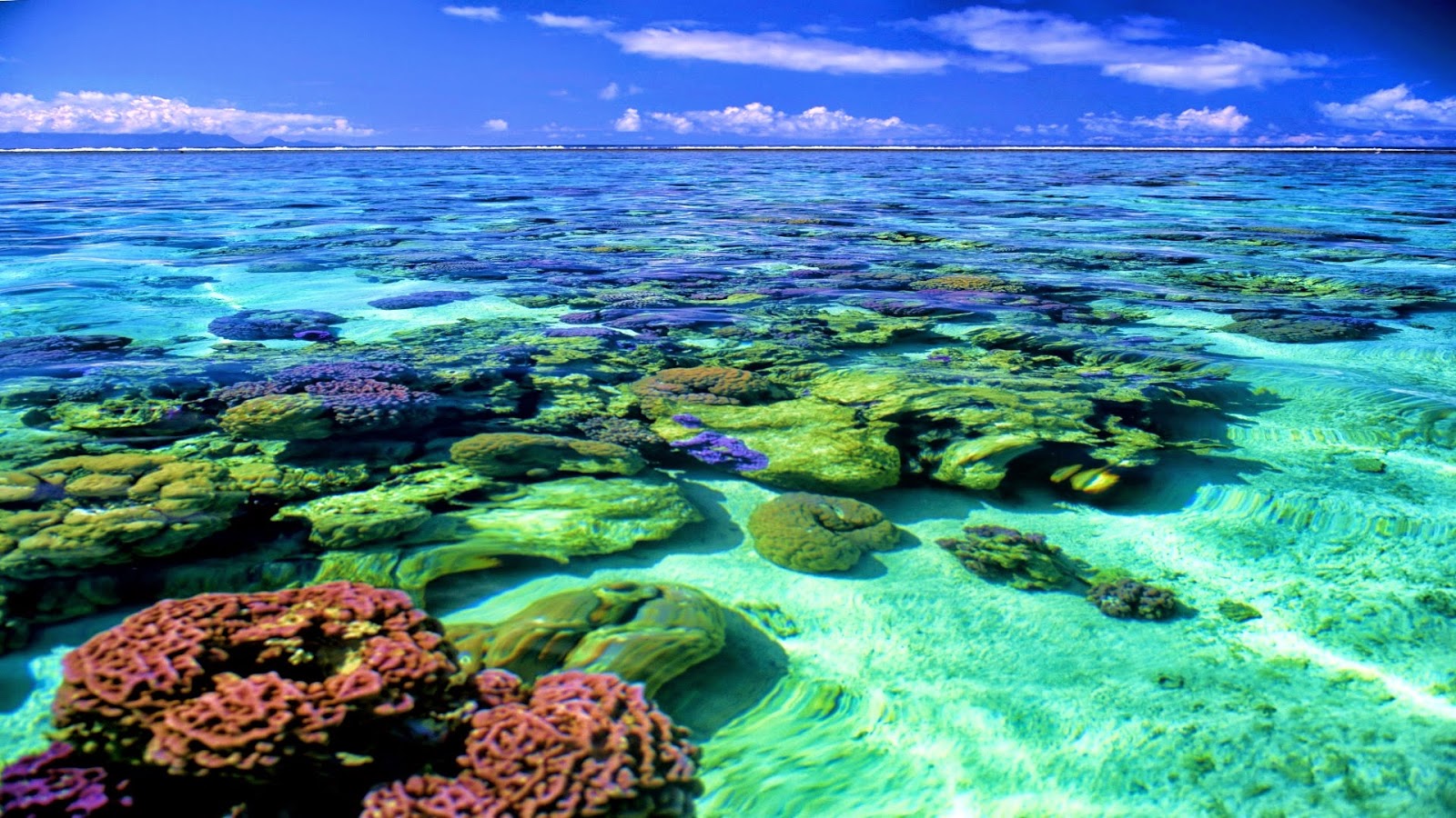 18-184891_coral-reef-wallpaper-hd.jpg