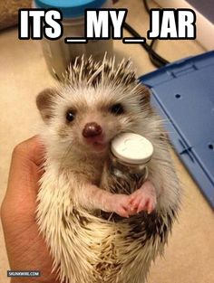 19393ee86fc345e8c1ce880817b675ea--funny-hedgehog-hedgehog-baby.jpg