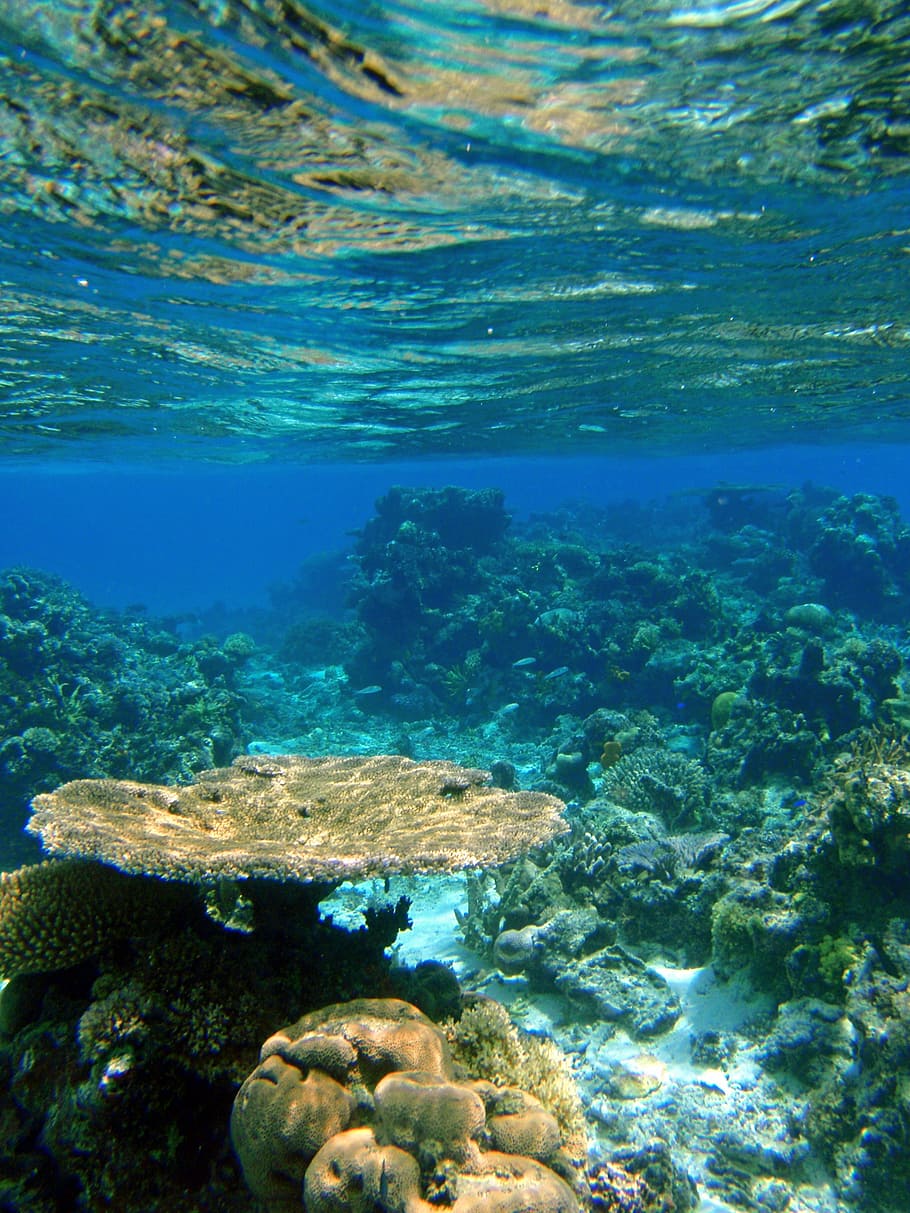 359-3590200_underwater-photography-of-corals-fiji-reef-tropical-reefs.jpg