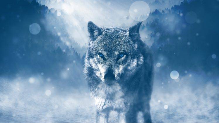 475403-wolf-photo_manipulation-snow-748x421.jpg