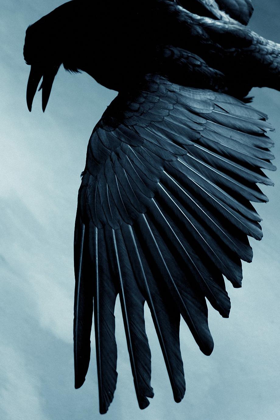 82-821771_black-raven-bird-wallpaper-bullshit-stops-when-the.jpg