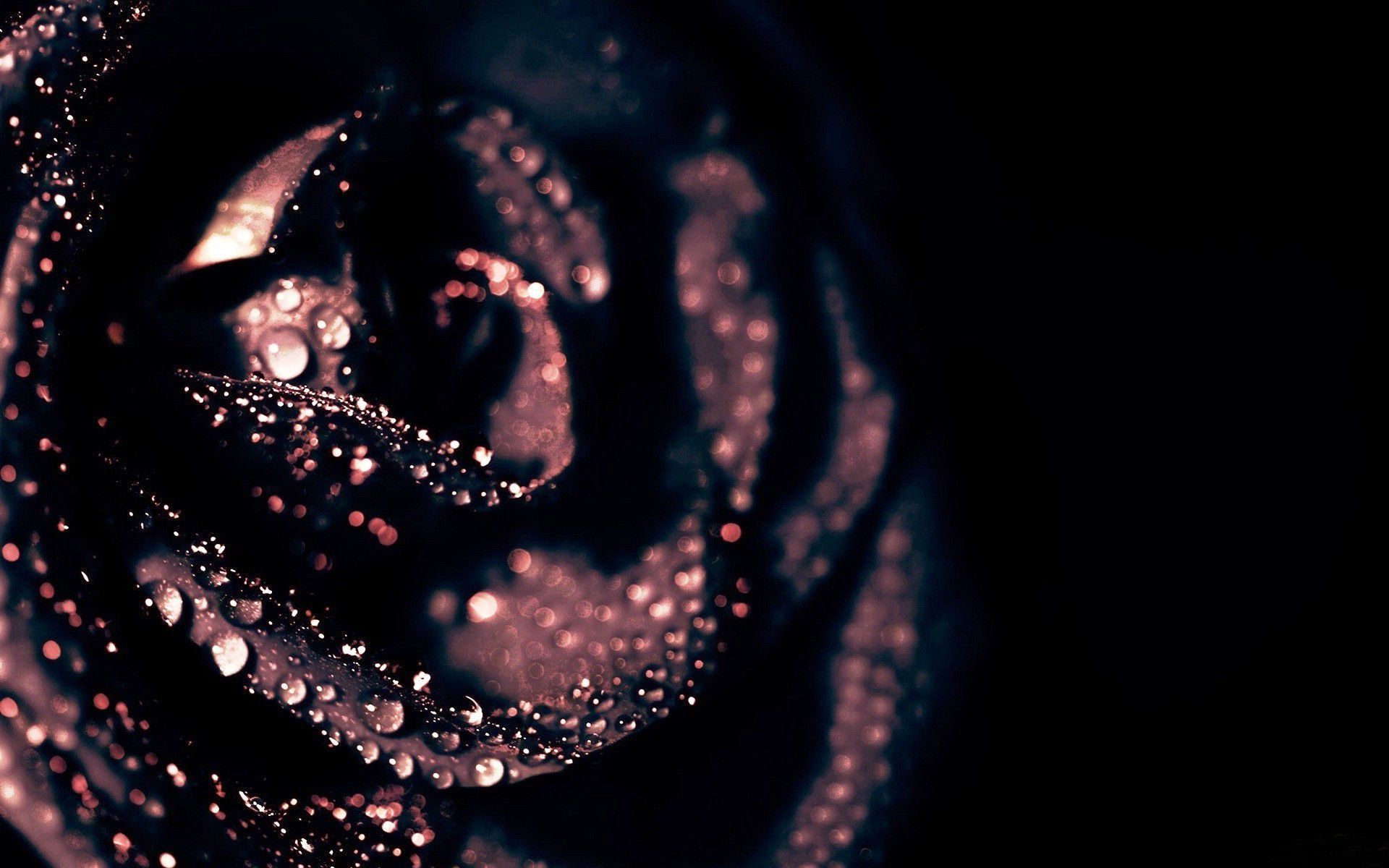 Download-1920x1200-Dark-rose-wallpaper.jpg