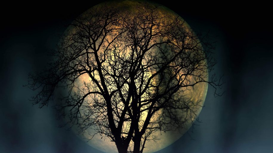 Full-Moon-lonely-tree-in-the-night-4K-Resolution-Dark-Wallpapers-High-Quality-3840x2160-915x515.jpg