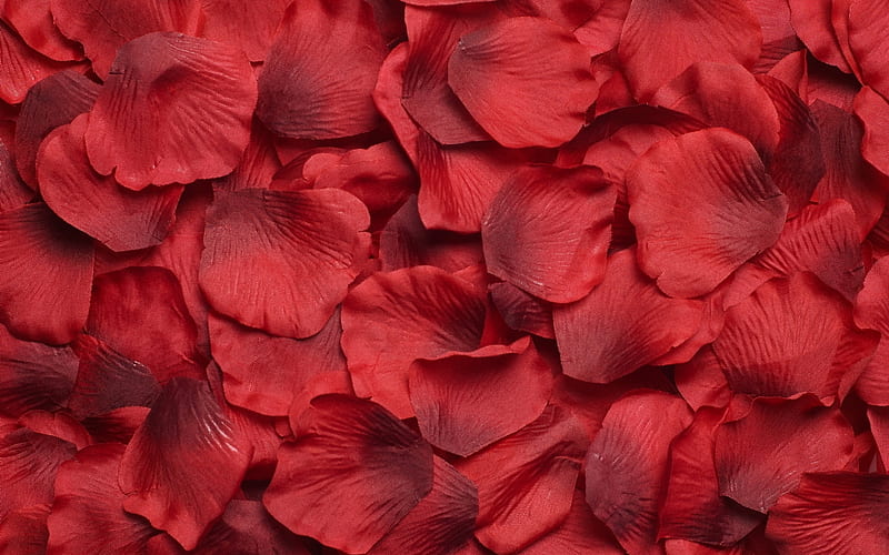 HD-wallpaper-carpet-of-rose-petals-background-lovingly-nice-merriment-wedlock-match-love-feast-flowers-gala-feast-day-weather-reception-macro-garden-red-matrimony-beautiful-party-treat-scenery.jpg