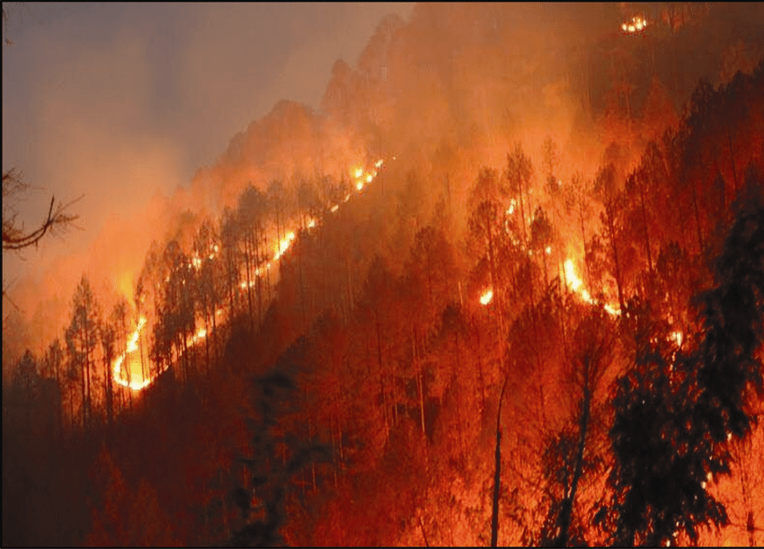 High-intensity-forest-fire-in-a-pine-forest.png