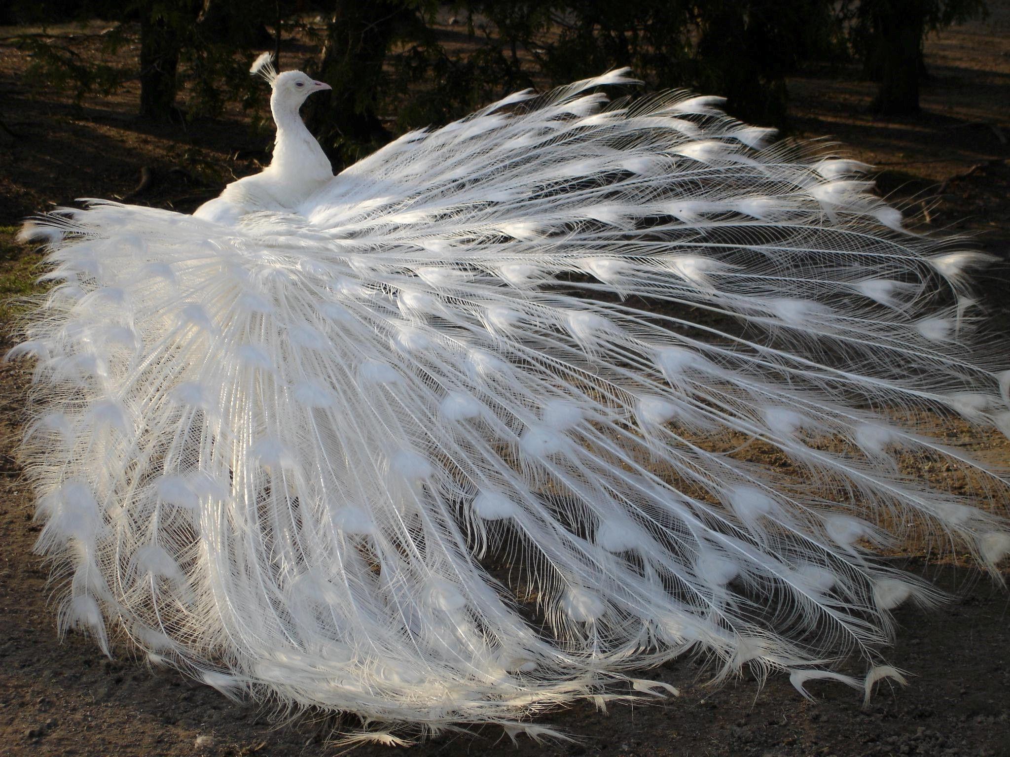 T7gniBq-white-peacock-wallpaper.jpg