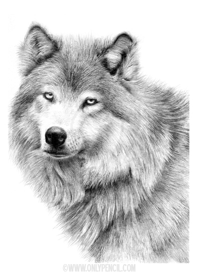 White_Wolf_by_chandito.jpg