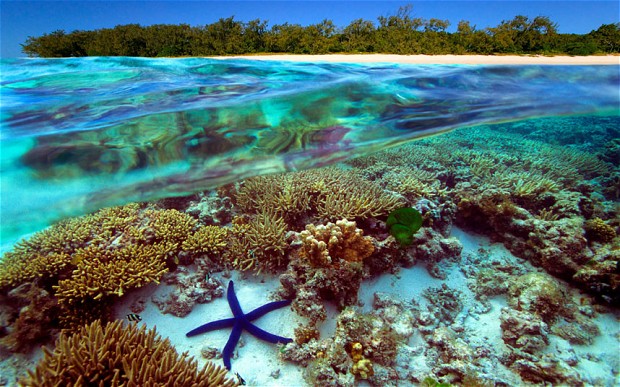 australia_great_barrier_reef_starfish.jpg