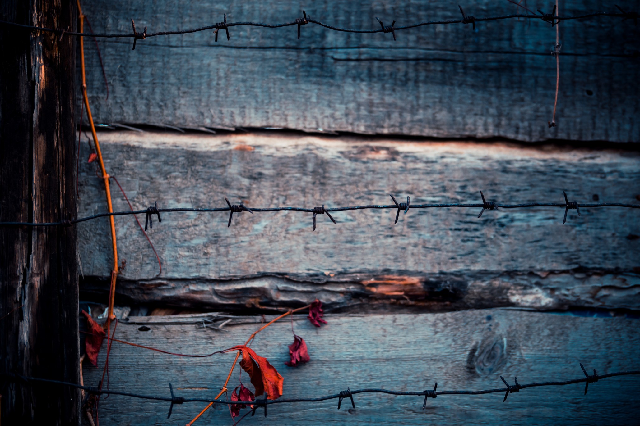 background-scary-horror-barbed-wire-barbed-wire-razor-wire-concertina-wire-fence-grunge-abstract-old_t20_P0YGYr~0.jpg