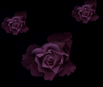 black-roses.jpg