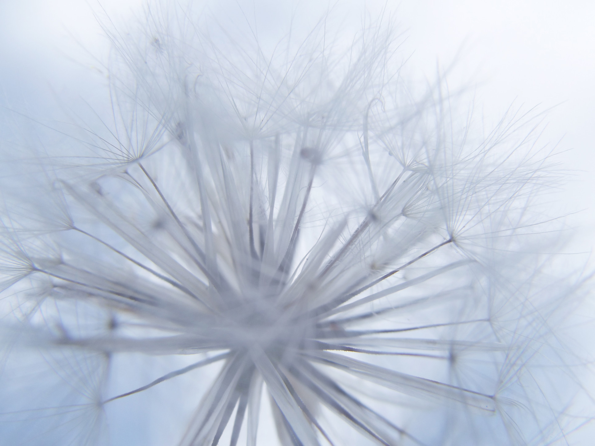 close-up-of-a-dandelion_t20_7JKKrj.jpg