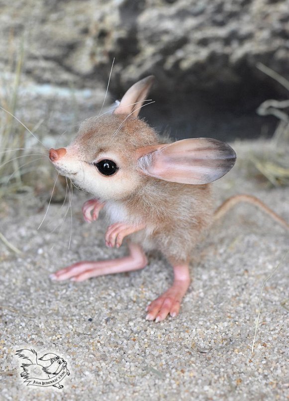 cute-mouse-long-eared-jerboa-by-yulia-leonovich~0.jpg