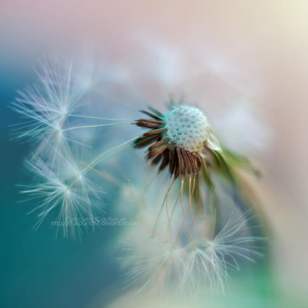 dandelion_by_fruitpunch1_d51w70r-fullview~1.jpeg