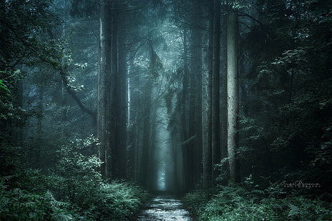 dark-fall-forest-landscape-wallpaper-thumb.jpg