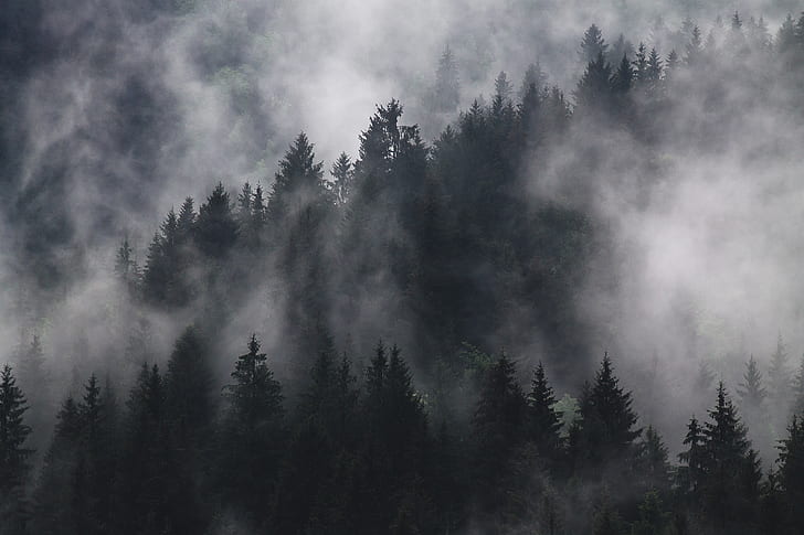 fir-trees-fog-foggy-forest-preview.jpg