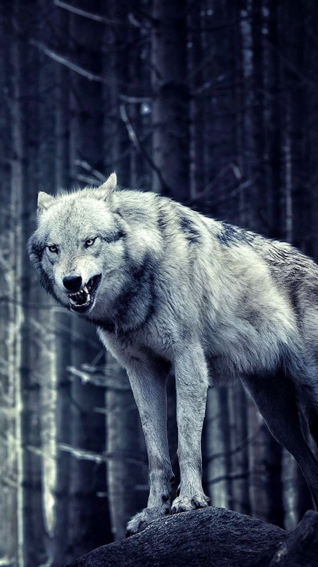 lone-wolf-wallpaper-57-images-32-wolf-wallpapers_pro.jpg