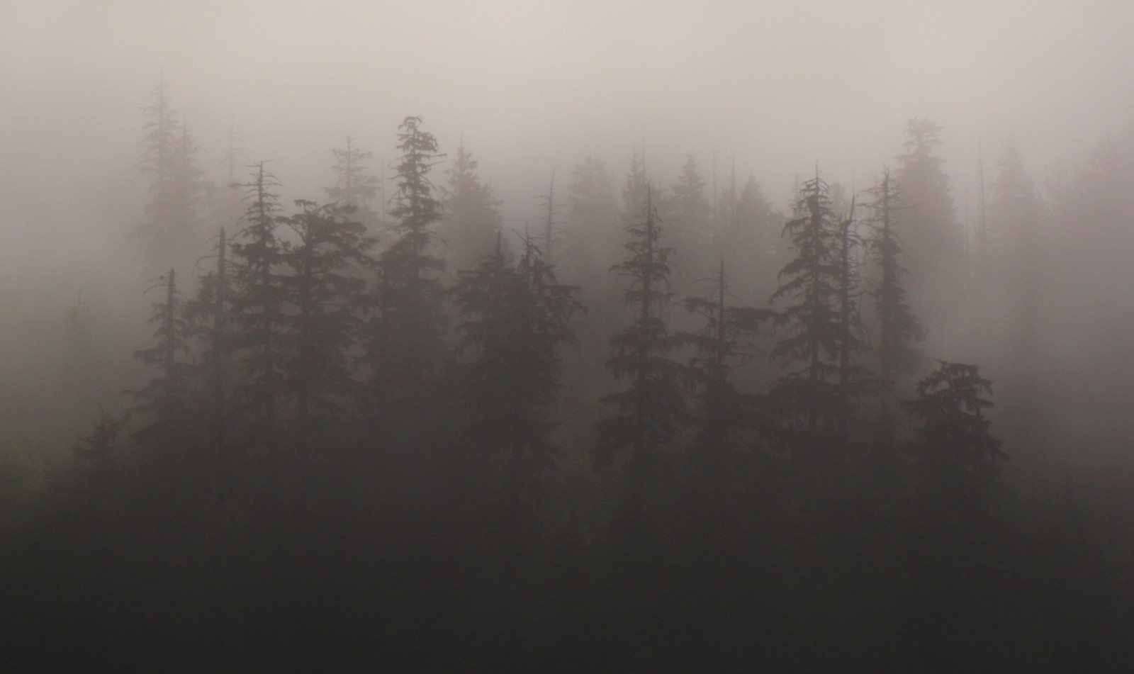 morning_trees_mist_canada_black_tree_wet_silhouette-932427.jpg