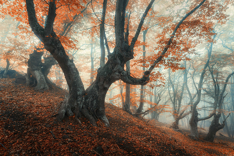 mystical-autumn-forest-in-fog-magical-old-trees-in-PPXCRL5.jpg