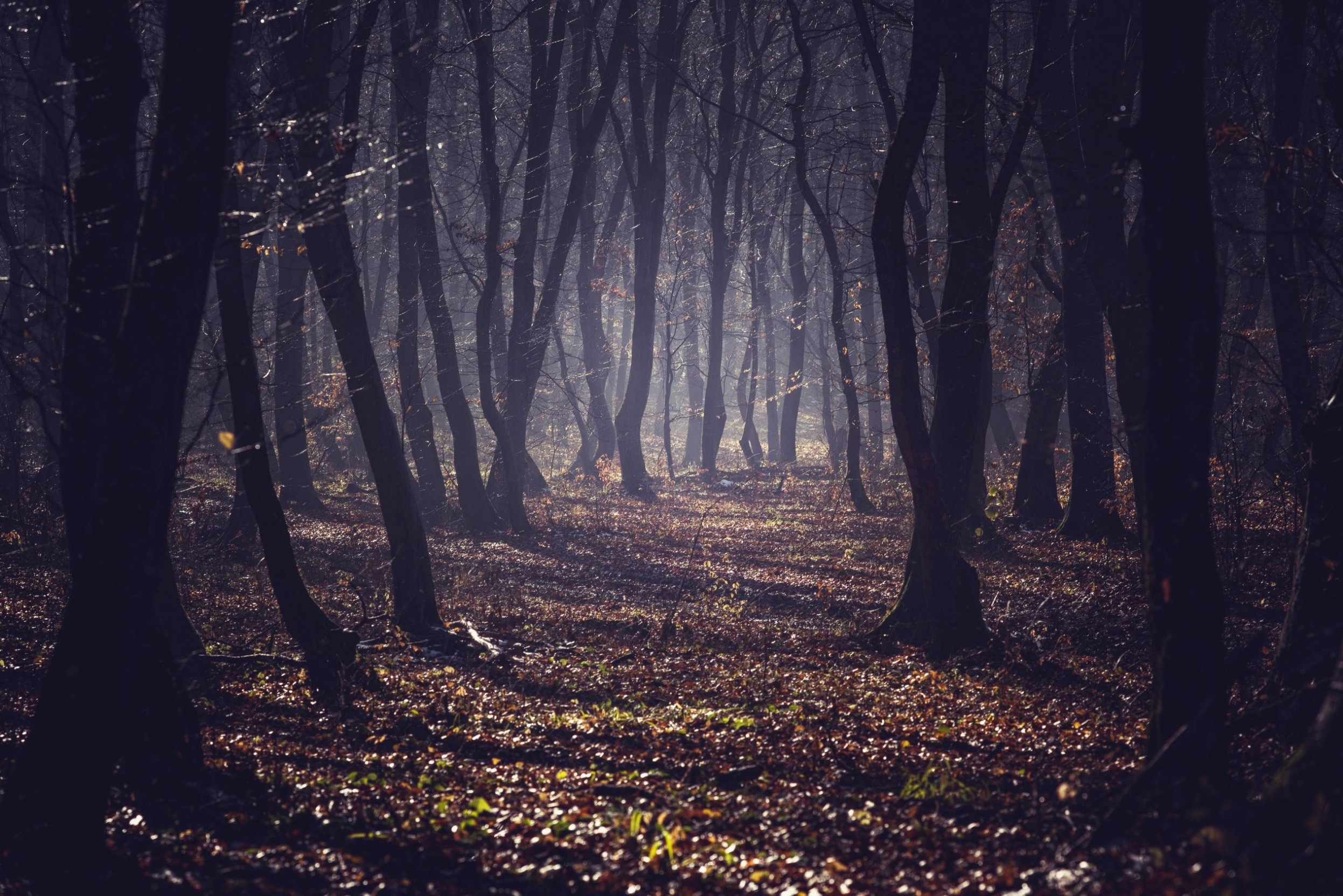 dark-forest-in-a-misty-autumn-morning-2021-08-26-16-21-38-utc.jpg