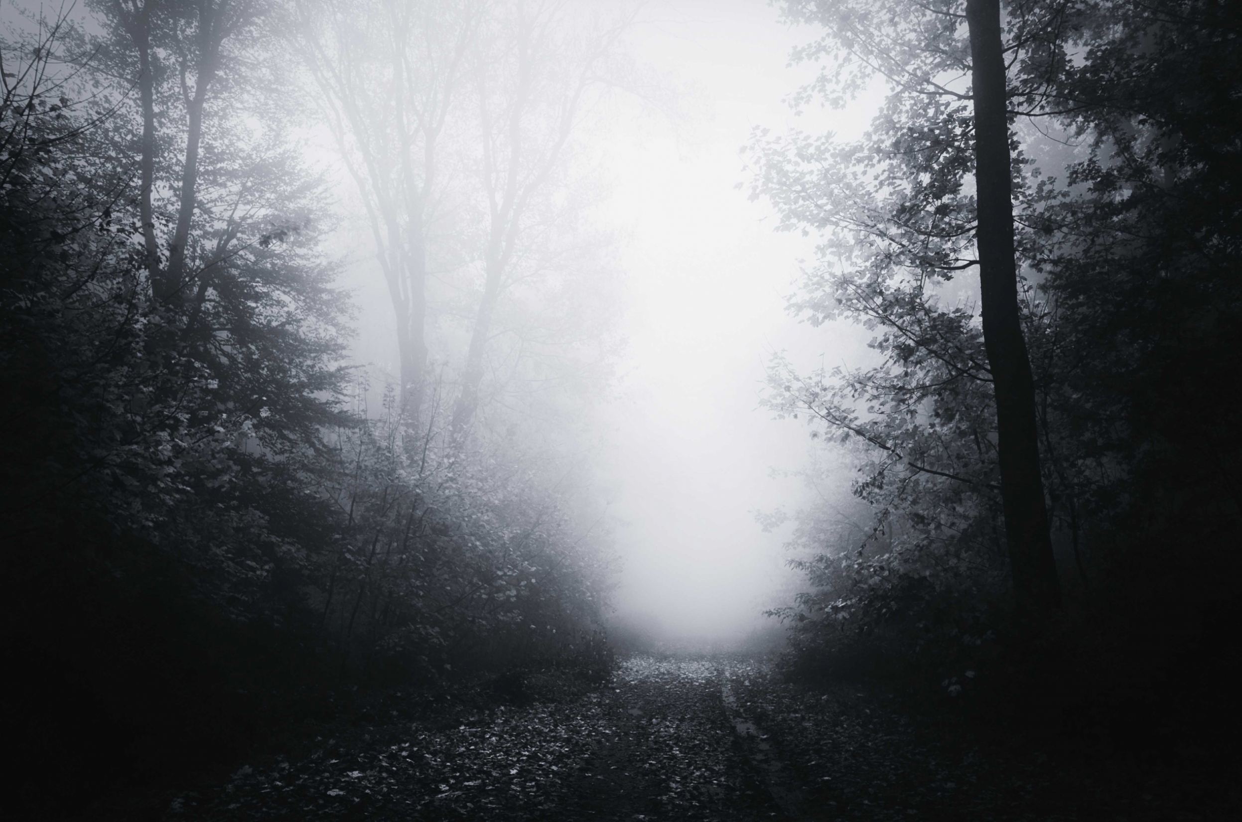 normal_haunted-forest-path-at-night-H5UNSQV~0.jpg