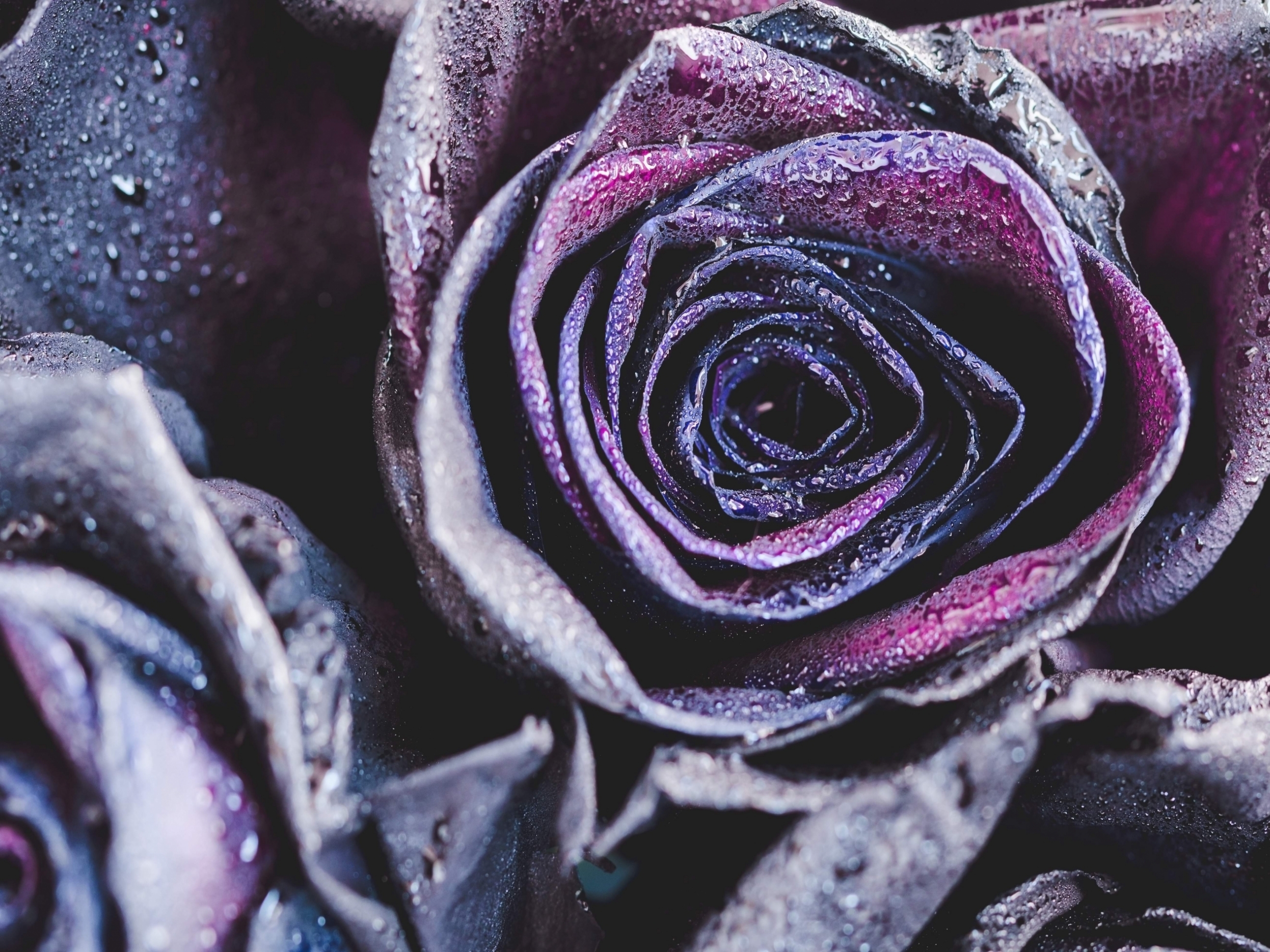 macro-photography-of-purple-neon-roses-with-rain-2021-08-26-18-48-36-utc.jpg