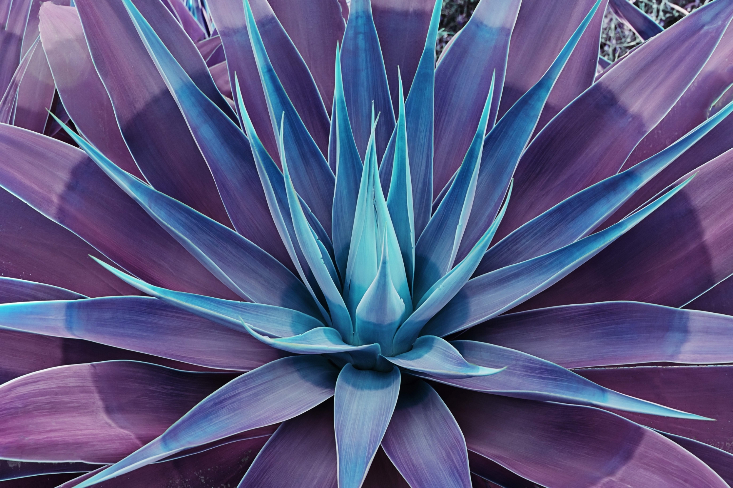 magic-agave-plant-full-frame-pattern_t20_lRONzk.jpg