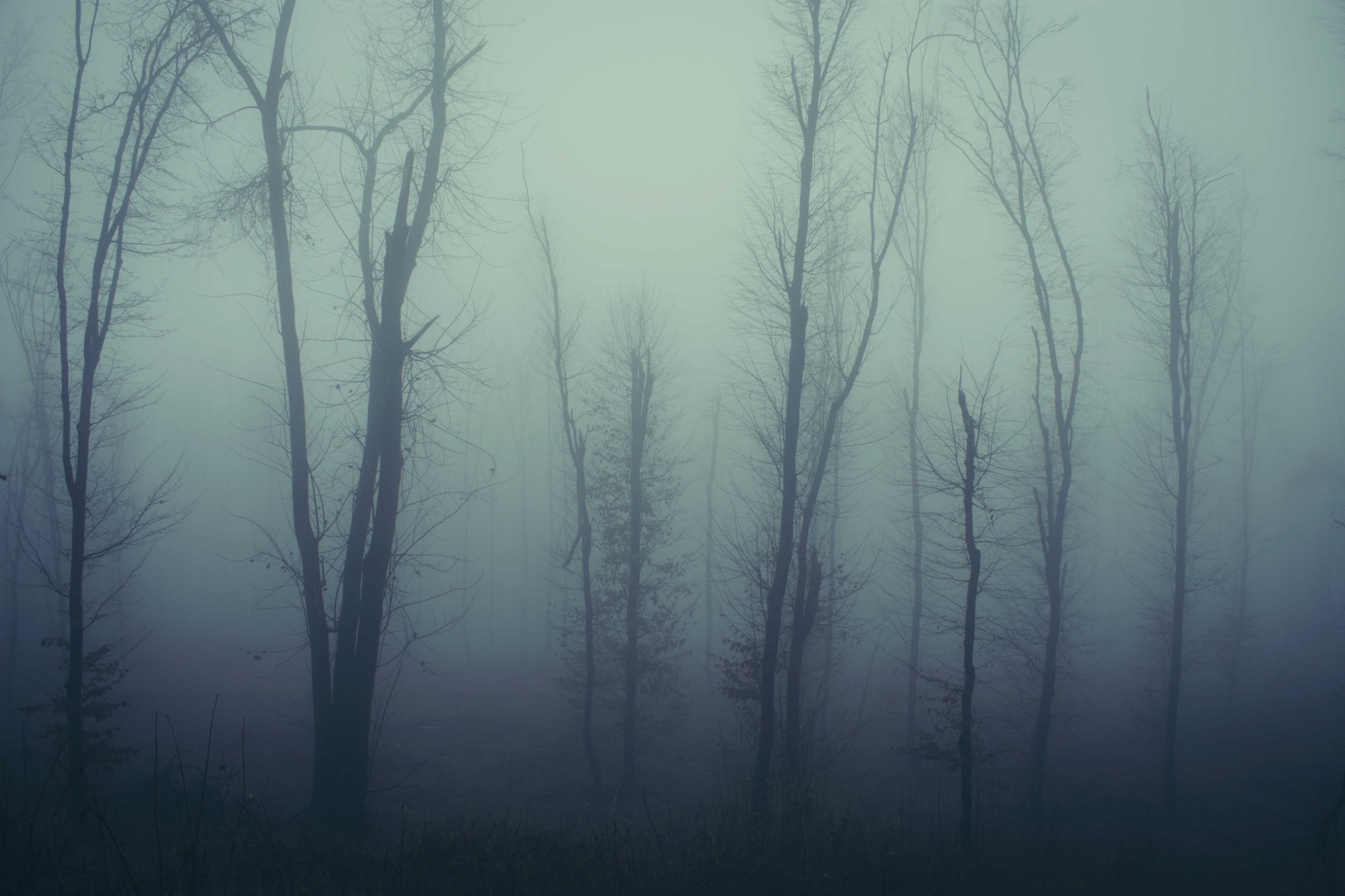 mysterious-haunted-foggy-forest-V8UPK76.jpg