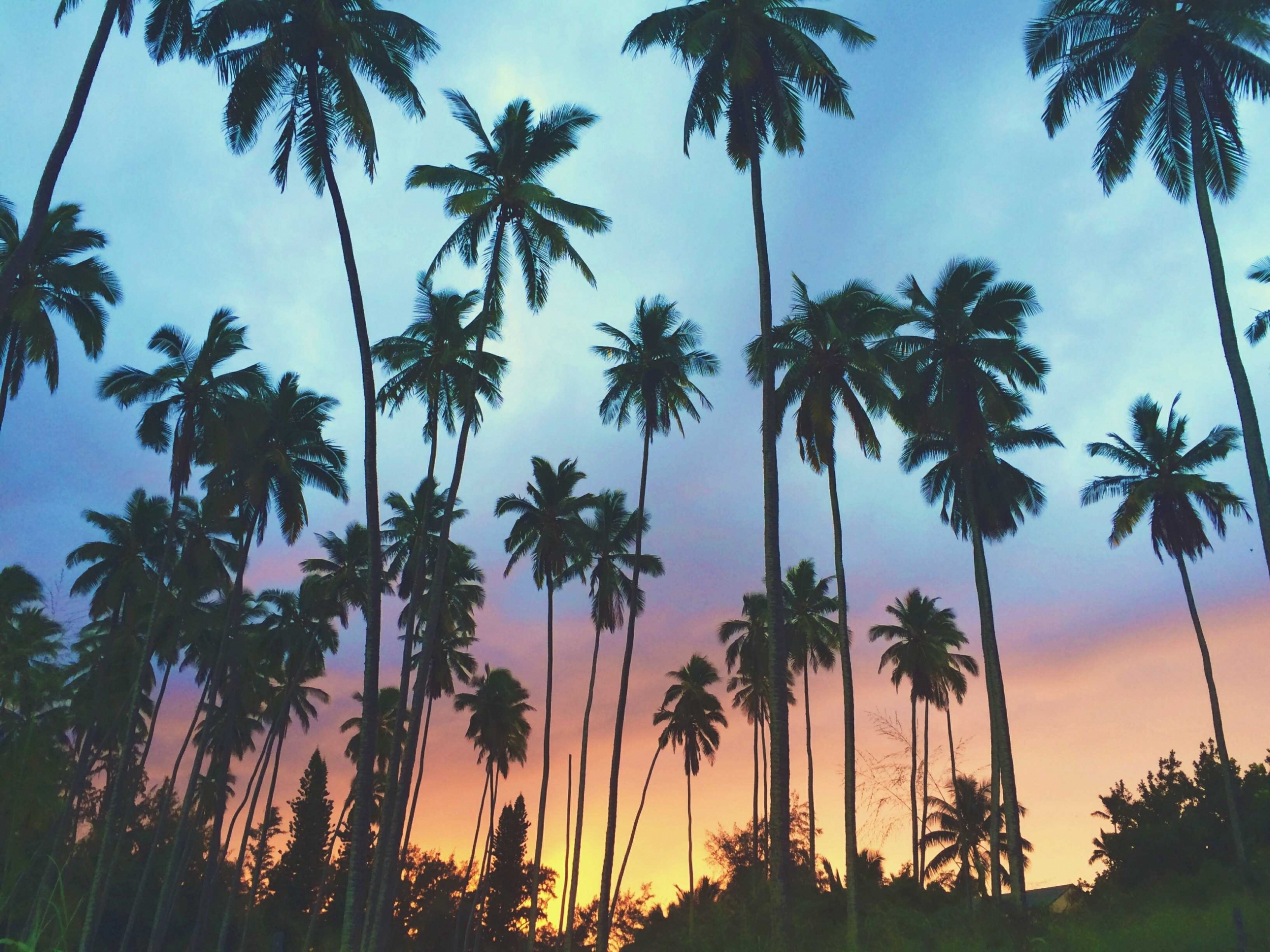 palm-trees-at-sunset_t20_jXew2j.jpg