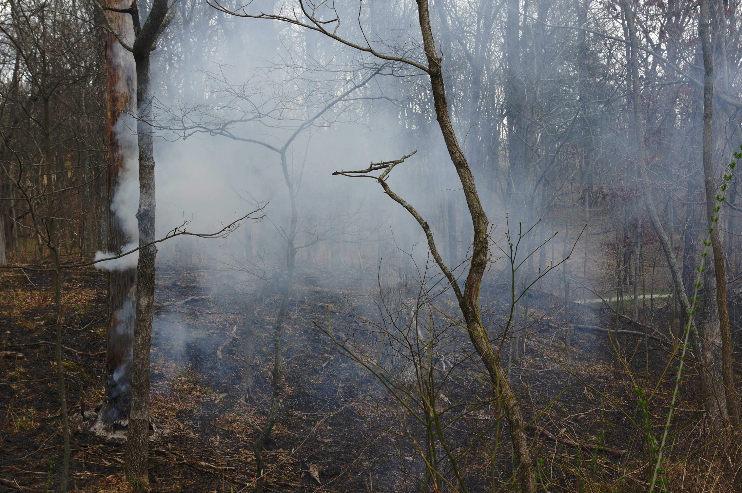 smoke-pours-out-from-dead-trees-ignited-during-a-controlled-prairie-burn-moody-hazy-photo-portraying_t20_pYKl81~0.jpg