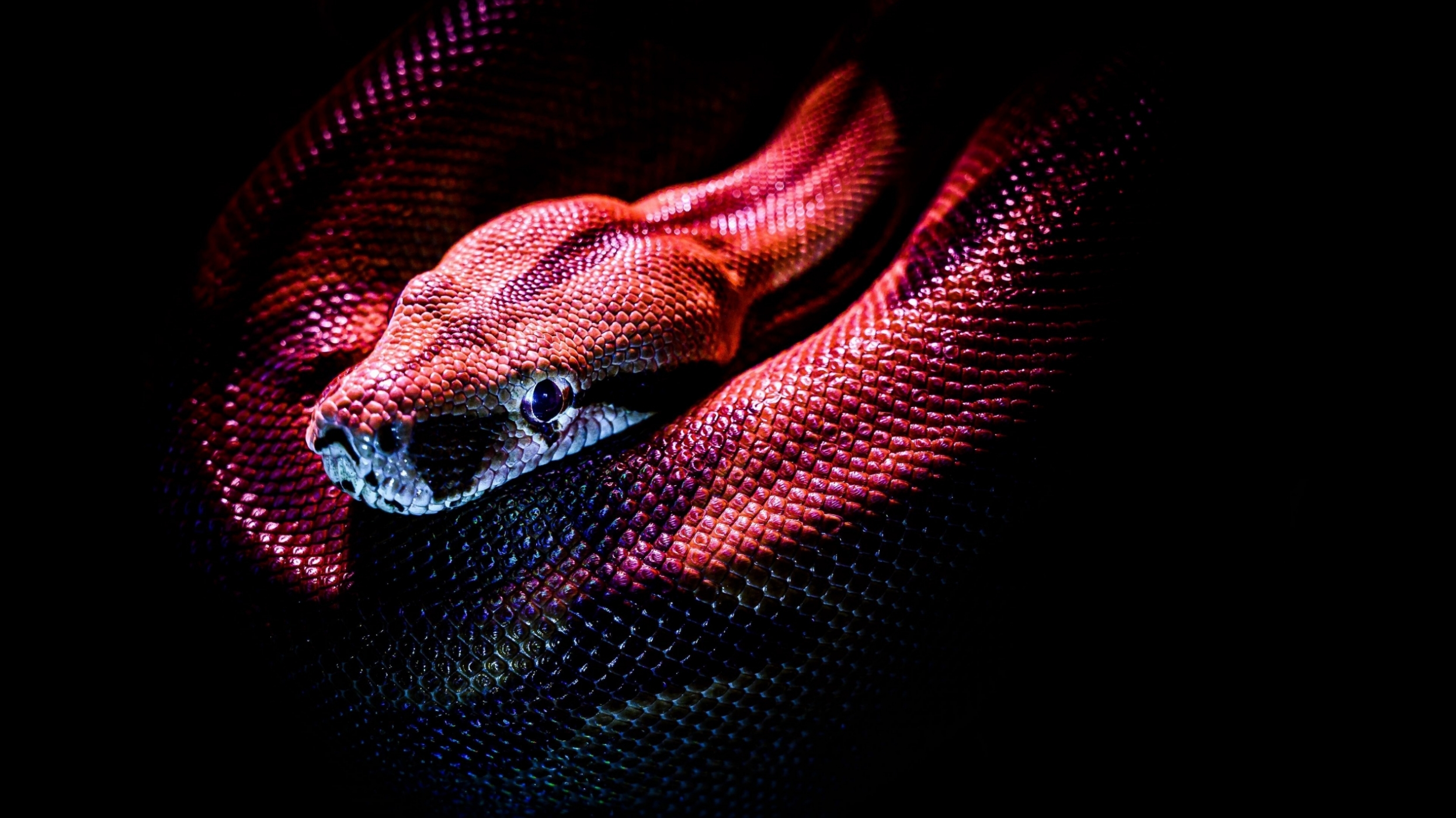 snake-reptile-red-ultra-hd-4k.jpg