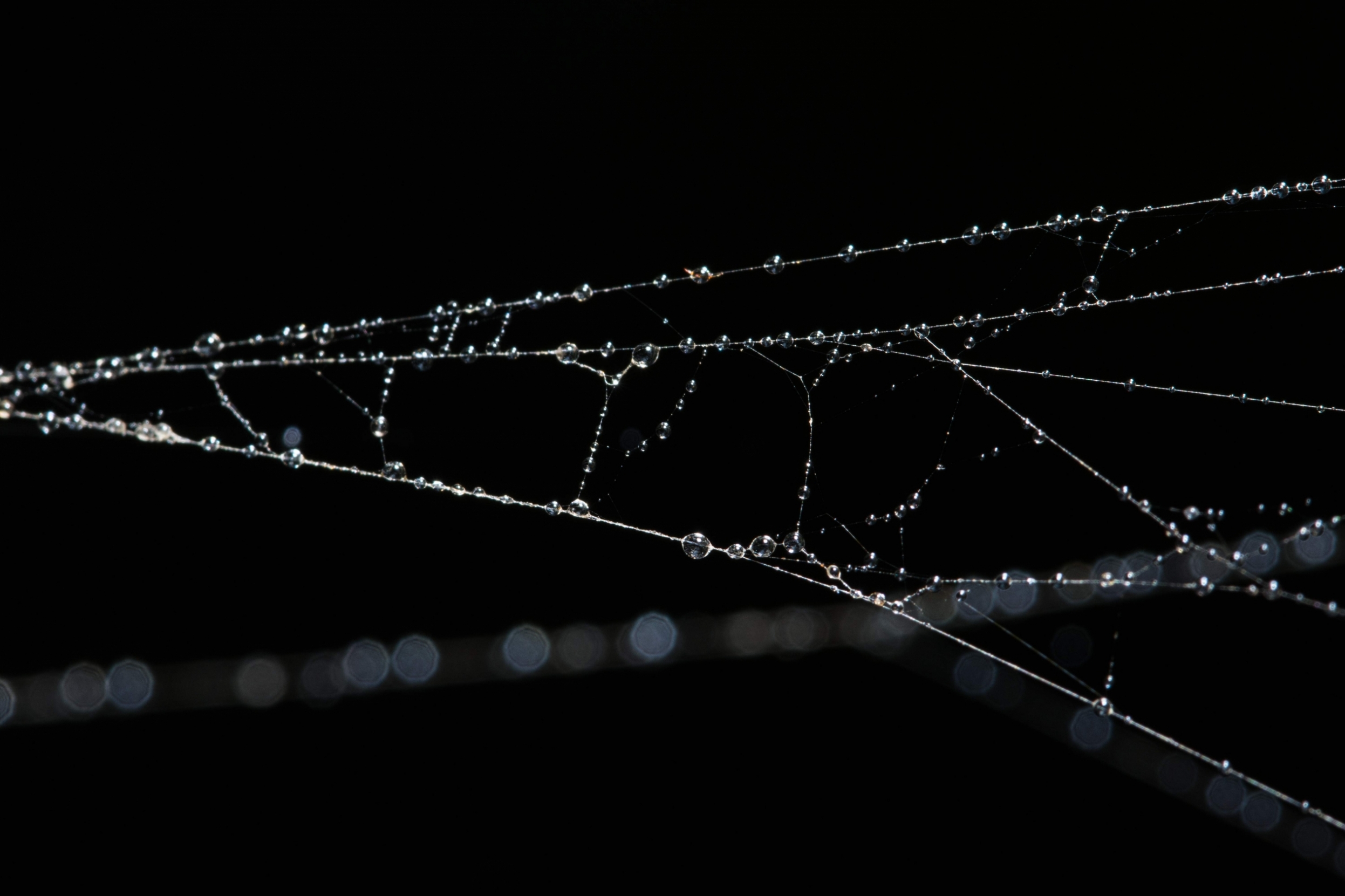 vecteezy_water-drops-on-the-spider-web-close-up_1854692.jpg