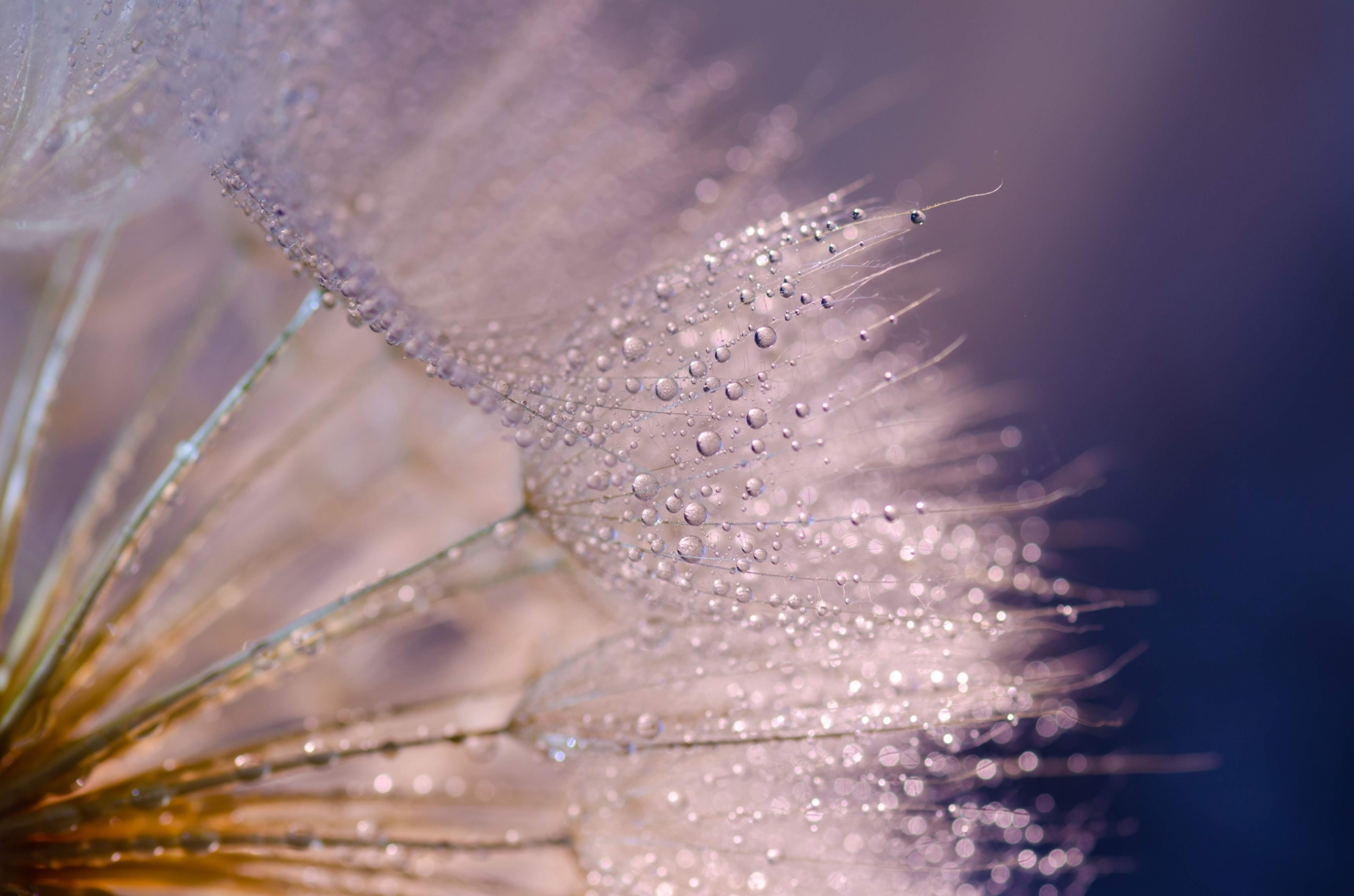 water-drops-on-a-dandelion-fluff-close-up-on-a-dar-2022-06-26-21-58-08-utc.jpg