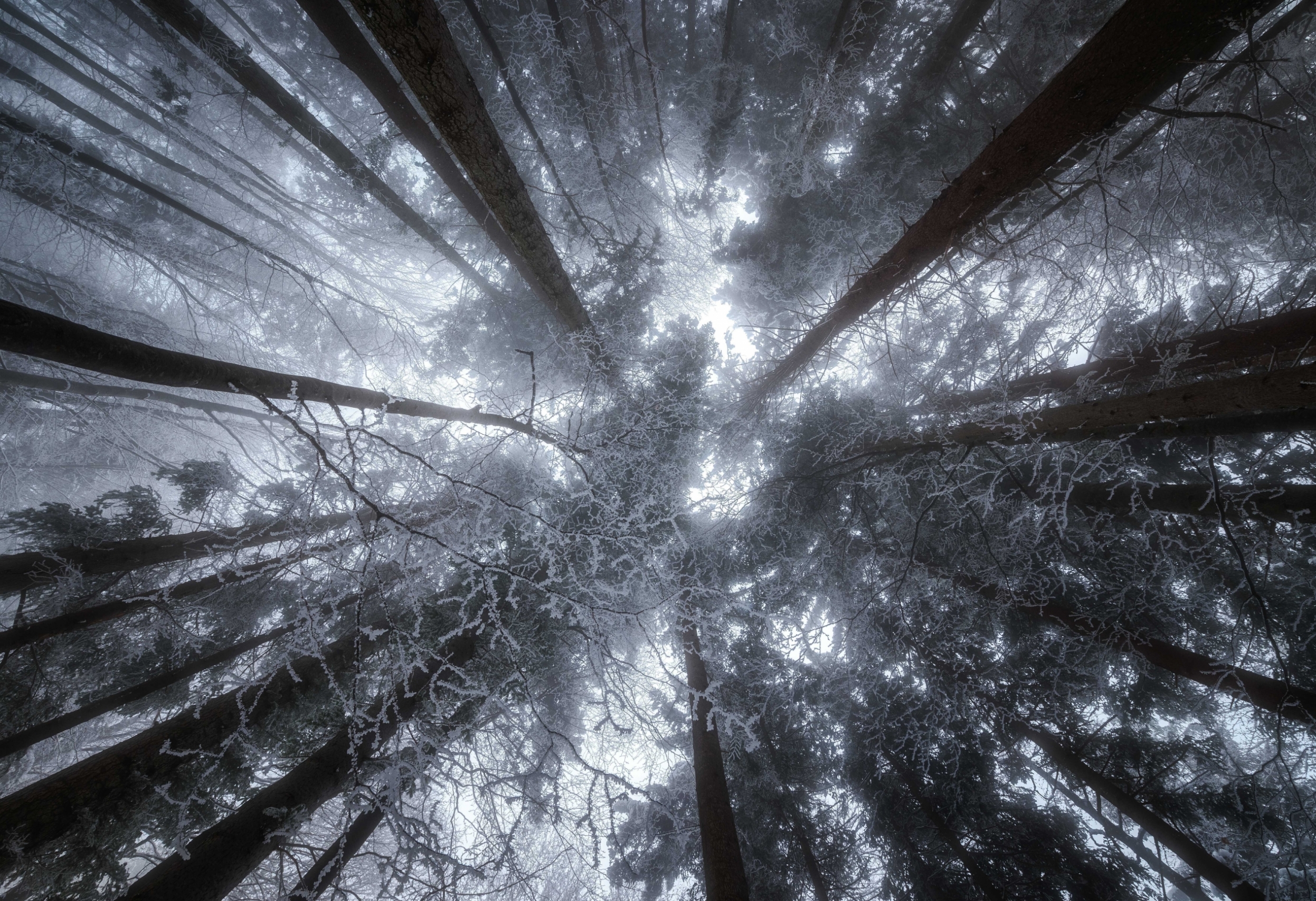 winter-forest-smolnik-1-98-2.jpg