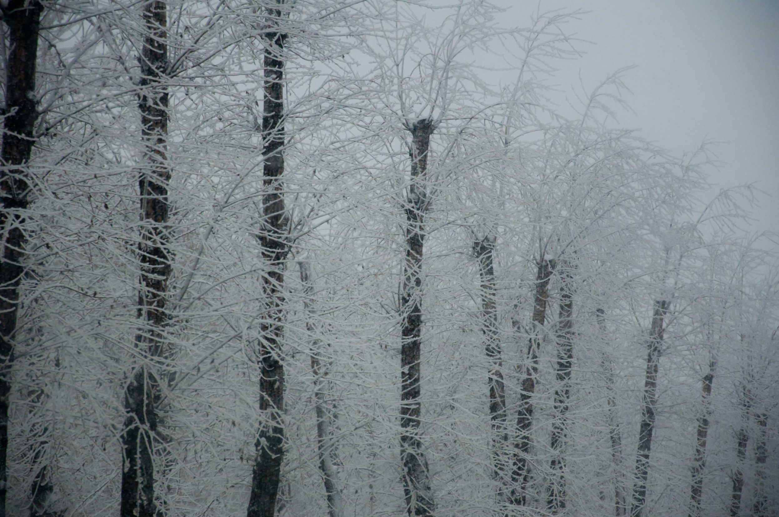 winter-wonderland-a-line-of-trees-covered-with-snow_t20_1QzlPV.jpg