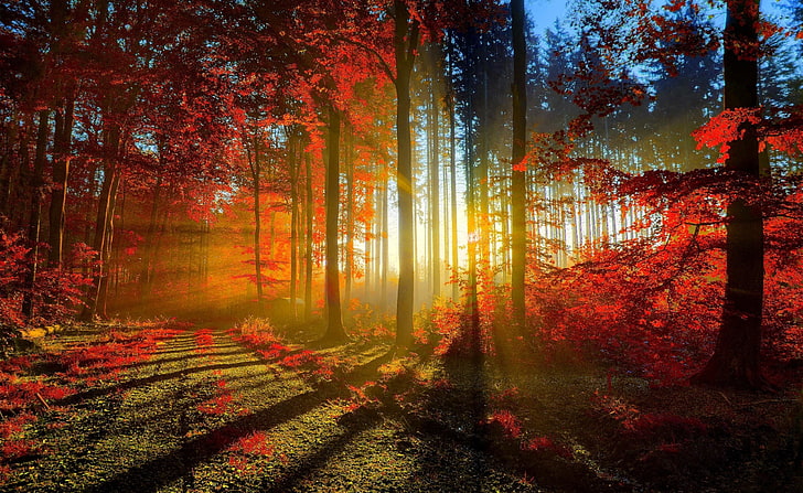 red-forest-wallpaper-preview.jpg