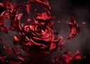 120229-red-rose-manipulation-photoshop-cgi-hd.jpg