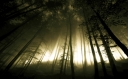 247-2476430_dark-foggy-forest-wallpaper-hd.jpg