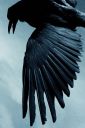 82-821771_black-raven-bird-wallpaper-bullshit-stops-when-the.jpg