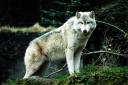 840571-large-wolves-desktop-wallpaper-2400x1596.jpeg