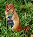 Funny_squirrels_5.jpg