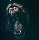 angry-roaring-roar-fear-wallpaper-preview_0.jpg