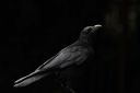 background-bird-beak-raven-wallpaper-preview.jpg