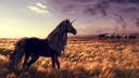 black-horse-unicorns-wallpaper-preview.jpg