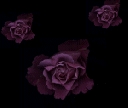 black-roses.jpg